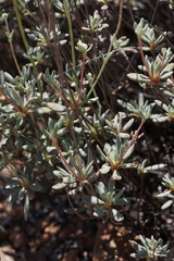 Eriogonum tripodum