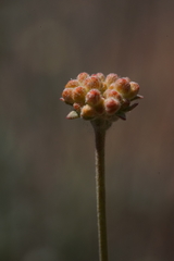 Eriogonum tripodum