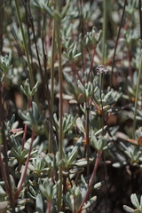 Eriogonum tripodum