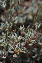Eriogonum tripodum