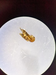 Anoscopus
