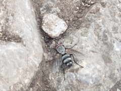 Microphthalma disjuncta