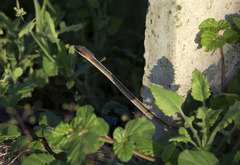 Chironius flavolineatus