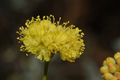 Eriogonum tripodum