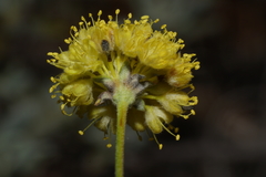 Eriogonum tripodum