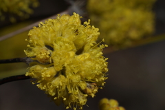 Eriogonum tripodum