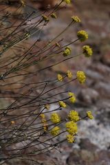 Eriogonum tripodum