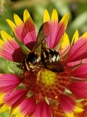 Dianthidium