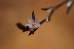 Polygonum californicum