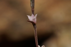 Polygonum californicum