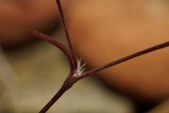 Polygonum californicum