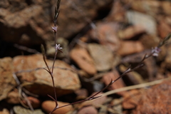 Polygonum californicum