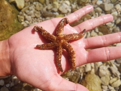 Coscinasterias tenuispina