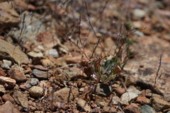 Polygonum californicum