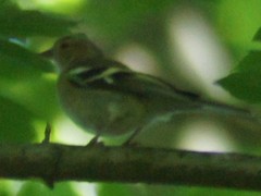 Fringilla coelebs