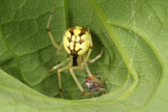 Phylloneta pictipes