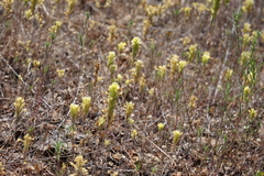 Castilleja lacera