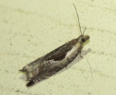 Ancylis sheppardana