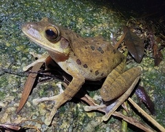 Polypedates megacephalus