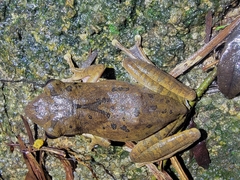 Polypedates megacephalus