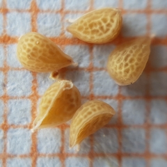 Fumana thymifolia