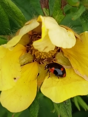 Adalia bipunctata
