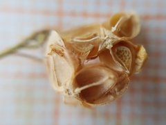 Fumana thymifolia