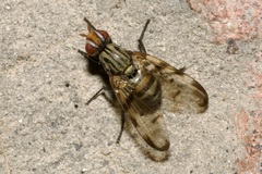 Otites formosa