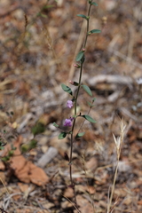 Sairocarpus vexillocalyculatus intermedius