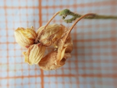 Fumana thymifolia
