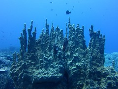 Millepora exaesa