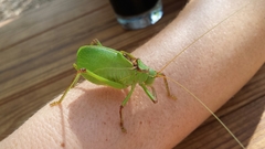 Paracyrtophyllus robustus