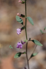 Sairocarpus vexillocalyculatus intermedius