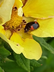 Adalia bipunctata