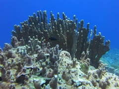 Millepora exaesa