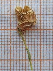 Fumana thymifolia