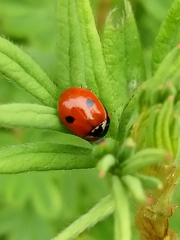 Adalia bipunctata