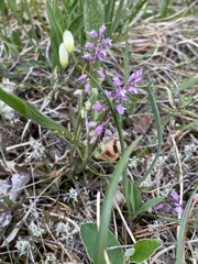 Polygala amarella