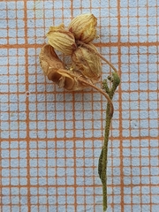 Fumana thymifolia