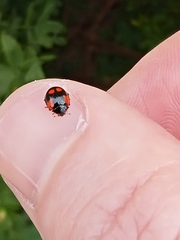 Adalia bipunctata
