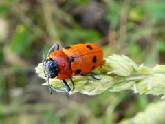 Tituboea sexmaculata