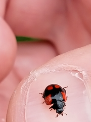 Adalia bipunctata