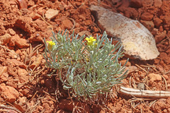 Physaria intermedia