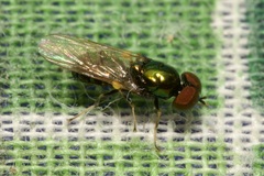Microchrysa polita