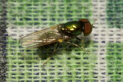 Microchrysa polita