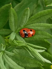 Adalia bipunctata