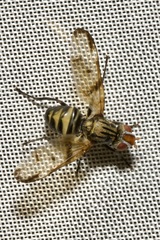 Otites formosa