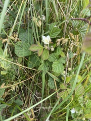 Rubus tuberculatus