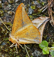 Oxydia augusta