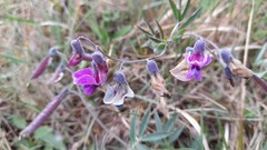 Lathyrus linifolius